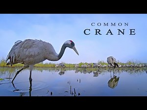 Common Cranes birds in the autumn.