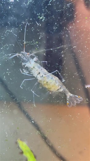 Ghost Shrimp Tank Setup Guide | Aquarium Pet Care Tips