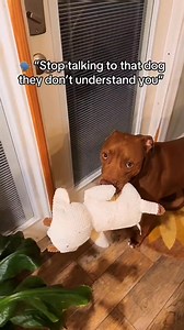 610K views · 37K reactions | Funny and cute dogs compilation 藍 | Cuteyfunny | Facebook