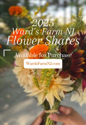 💐 There’s something magical about receiving flowers, especially when they’re fresh from the farm & perfectly in season. 🌸 Our 2025 Flower Shares offer that magic again & again from July through October. ✨ Choose from 3 options. Each one a love letter from the field: 🌸 Assorted Mason Jar Share (mason jar included) 🌸 Assorted Cut Flower Bouquet Share 🌻 Sunflower Bouquet Share 🌸 Give one to someone you love, or to yourself. Let us know the share is a gift & we’ll send you a custom certificate