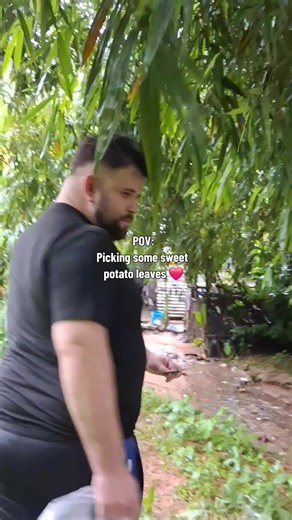 How to Pick Sweet Potato Leaves (POV) — Quick Guide