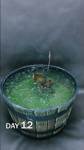 Water Lily Rhizome Sprouting Underwater Time Lapse