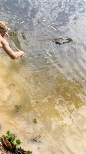 37K views · 1.9K reactions | ‘Don’t Try This At Home’ Catching Yacare Caiman in the Pantanal Brazil, 2019 | Wildman Adventures | Facebook