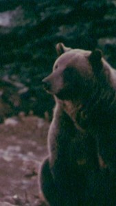 7.7K views · 58 reactions | The bear facts. Where Timber Wolves Call. 1974. | Filson | Facebook