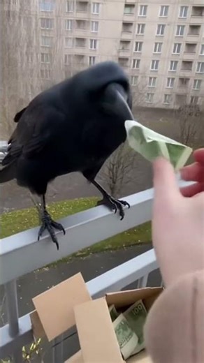 There seem to be new ways to increase income. #funny