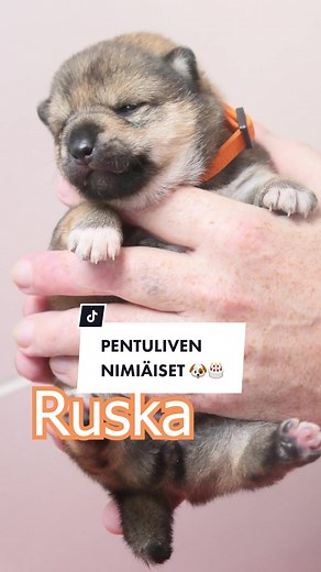 Pentuliven 1-10: Kuinka paljon koiranpentuja haluaisit?