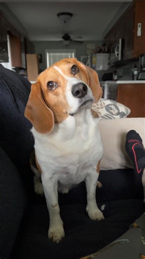 His head tilts are a staple in this household! #dogsofinstagram #dogsoftiktok #dogs #beagle #beagles | Buster Brown and Sebastian Tator