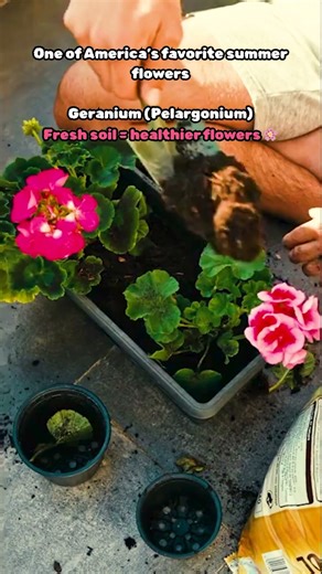 One Of America’s Favorite Summer Flowers — Geranium (Pelargonium)