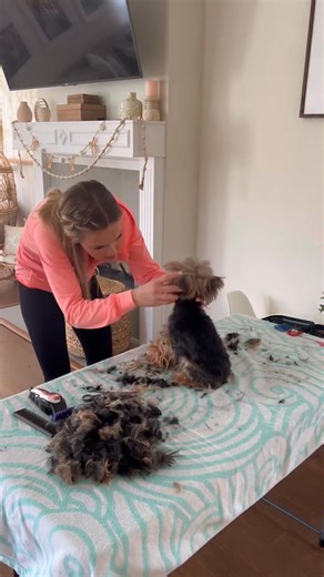 LEARNING TO GROOM MY YORKIE 🐾 Teaching myself to groom my furry friend at home! Tips and tricks for keeping your Yorkie happy and clean. ✂️❤️ #doggrooming #yorkie #petcare #puppylove #diygrooming #petgroomingtips #doglover #petparents #furryfriend #homedoggrooming | Sierra Mom Hacks & Habits