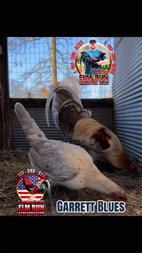The Legacy of Garrett Blues in Blue Gamefowl