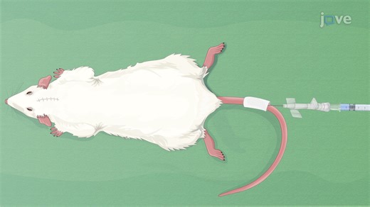 Video: Assessing Blood-Brain Barrier Integrity in a Laser-Induced Brain Injury Rat Model  - Experiment