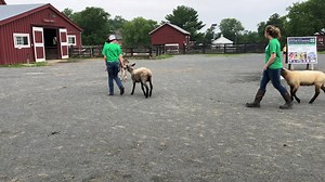 The 4-H kids from the Hoofers and Heifers Livestock Club are getting ready for the 4-H Fair and Carnival. Come cheer them on August 3-6 at Frying Pan Farm Park in Herndon. Learn more about the fair at Bit.ly/4HFair-Carnival | Friends of Frying Pan Farm Park
