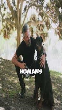 The Truth About Dobermans You Didn’t Know