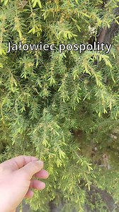 24K views · 190 reactions | Jałowiec pospolity (łac. Juniperus communis) i nagonki goździeńcowata | Źródła Natury - według Chmielewskiego | Facebook