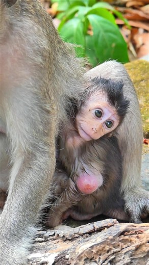 Understanding Swelling in Monkeys: Causes and Care