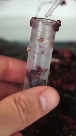 Does Eating Two Cherries Kill You?