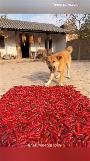31K views · 73 reactions | The adorable dog's taste of hot peppers was both heartbreaking and amusing to those who saw them. Accustomed to sweet peppers, the adorable puppy eagerly ate them when he saw them in the garden, but unfortunately, they were very hot. The puppy was stunned. These peppers had been placed in the garden to dry. #dog #doglover #animals #weographic #naturegeography #cuteanimals #funnyvideos #funnyanimals | Nature Geography | Facebook