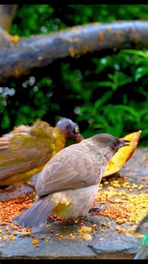 CAT TV Entertainment – Birds, Squirrels & Nature for Cats (4K)