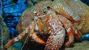 Vibrant coral reef bustling with marine life including Paracanthurus hepatus, at Red Sea, Jordan. Rich biodiversity visible in this lively underwater habitat. Macro slow motion.