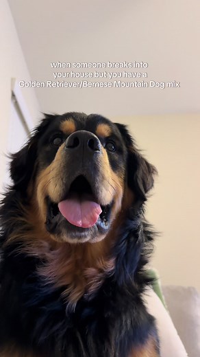 Friendly Bear Encounter with a Golden Retriever