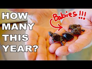 Harvesting and Rescuing Baby Turtles