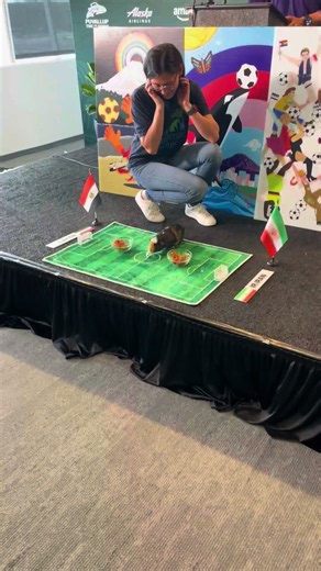Tom the “fur-caster” has made his prediction ahead of the Iran vs. Egypt World Cup match on June 26. During a special media briefing Tom selected Iran to beat Egypt.