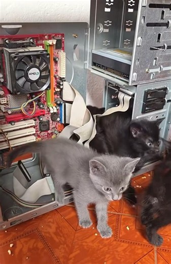 MIS MECÁNICOS