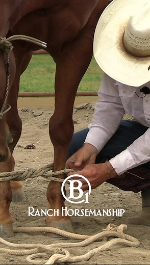 How to Hobble a Horse: Step-by-Step Instruction