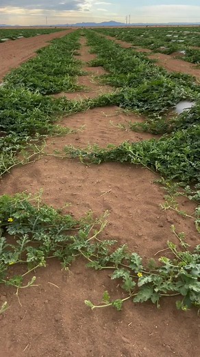 Watermelon Farming: Tips for Growing Juicy Watermelons