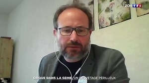 Une orque de plus de quatre mètres de long nage dans la Seine.Ce mammifère marin peut-il retrouver son chemin ? Est-il en danger ? On fait le point 👇 | TF1 INFO