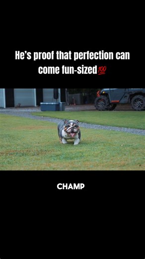 True mini English Bulldog with top structure and the sweetest temperament ‪@dabestbullsranch‬