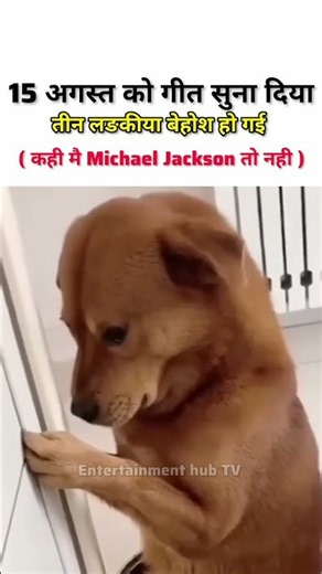 dog funny meme 😂 #shorts