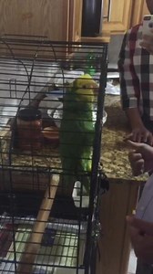 21K views · 809 reactions | Parrot sings My Jesus is alive , Sing Hallelujah పక్షి నోట యేసయ్య పాట. Parrot sings My Jesus is alive sing Hallelujah | AP Christianevents | Facebook