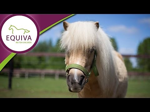 Das Shetlandpony im Rasseportrait