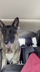 When you hit the dirt road… chaos and Whining 😂 always excited for a day in the woods | Ten Shakes of Grace