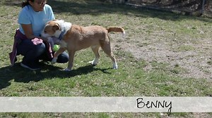 Take a mosey through the shelter with us and see the adoptable animals hamming it up for the camera! We are open for adoptions by appointment only. You can fill out an application online at http://www.hshv.org/howtoadopt, and call us at 734-662-5585 to set up an appointment! | Humane Society of Huron Valley
