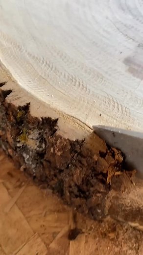 173K views · 1K reactions | Asmar bark removal . #ggwoodworks #woodartwork #woodworkingproject #love #woodworkingtips #woodartist #woodworking #woodworkmylife #makers #woodworkingcommunity #woodmachine #woodlovers #woodworkingskills #k9 #facebookviral #reeels #fb | GG woodworks | Facebook