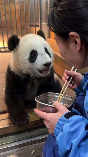 Gungun's Silent Stare vs Her Keeper's Lunch #panda #desiighnerpanda #babypanda #giantpanda