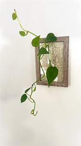 47 reactions | Do you have a frame with an old picture in it that maybe isn’t your favorite anymore. Well lets upcycle the frame for plant propagation. All you need is a tube, magnet and @BeaconCreates 527. This is such an easy home decor DIY that can be done in minutes. I love it here on the shelves but imagine a wall of these or incorporating it into a gallery wall! #Upcycle #Ad #BeaconMade #DIYCrafts | Weekend Craft | Facebook
