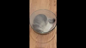 Chinchilla’s dust bath delight charms 9.9 millions on TikTok