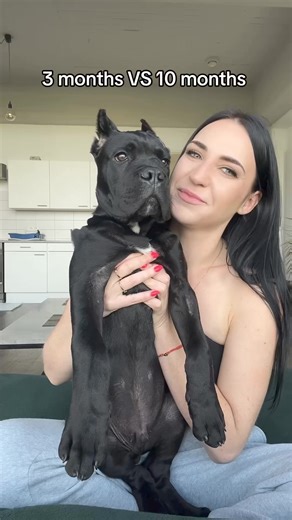 675K views · 3.8K reactions | The glow up  (grab your Cane Corso training book now - check comnents) | Cane Corso Pets | Facebook