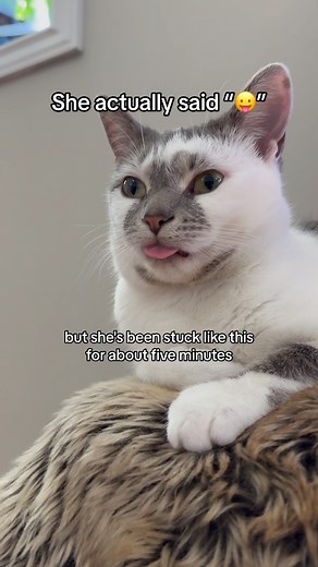 101K views · 2.6K reactions | Bro being silly  #cats #catsofinstagram #catstagram #pets #petstagram #petsofinstagram #viralreels #catlovers #petlovers #funnycats | Aziathecat | Facebook