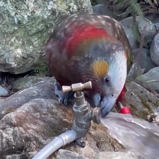 113K views · 1.8K reactions | Brushing your teeth? Thirsty!? Rata the...