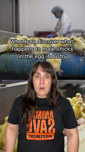 2.9K views · 43 reactions | DID YOU KNOW? ONE-DAY OLD male chicks in...