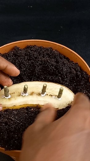 19K views · 306 reactions | how to grow Pentas plant from cutting in banana slice#gardening #GardenDesign #garden #gardeningtips #gardenparty #gardenideas #gardenlove #gardendesign #gardencentre #gardeninglife | Ashik Muztaba | Facebook