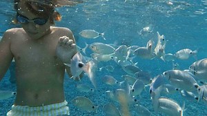Teenager underwater surrounded by fish