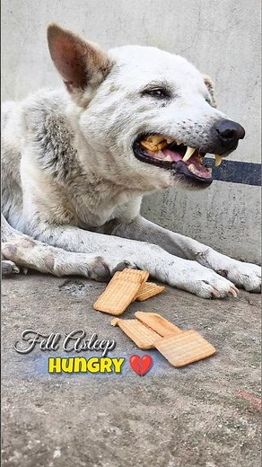 Stray Dog Feeding: Hungry Street Dog Fell Asleep 😢