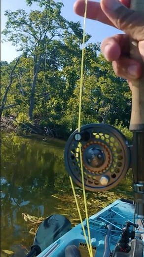 Bluegill on the Dry Fly from the Kayak #bluegill