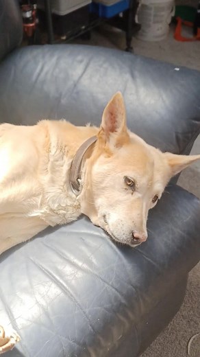 They have the life I need 🤣 | David Paul