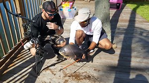 This is why these fish don’t belong here – giant piranha caught